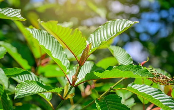 Learn More About Our Kratom Shop