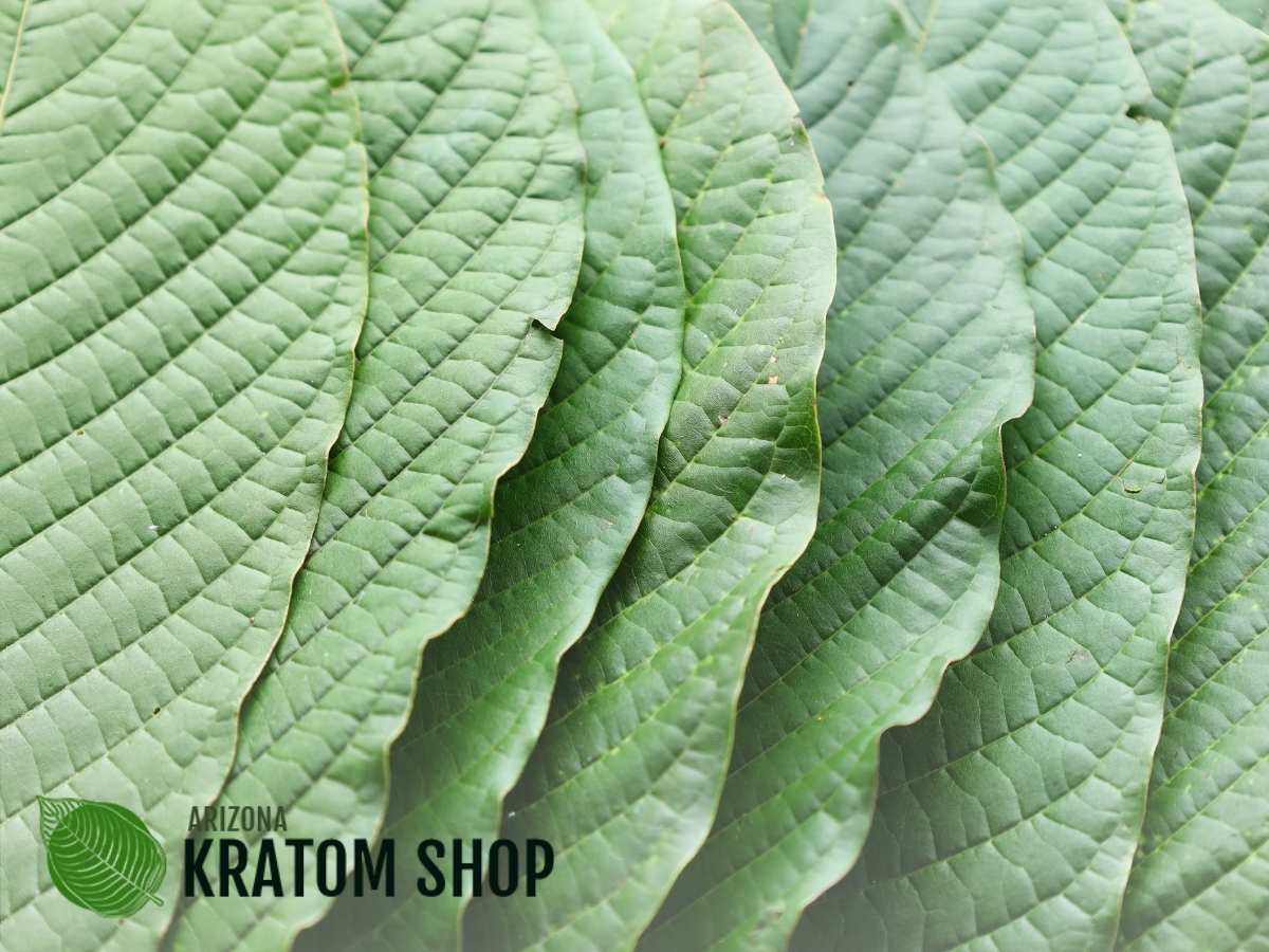 How Green Vein Kratom Can Satisfy All Your Needs In Mesa, AZ.